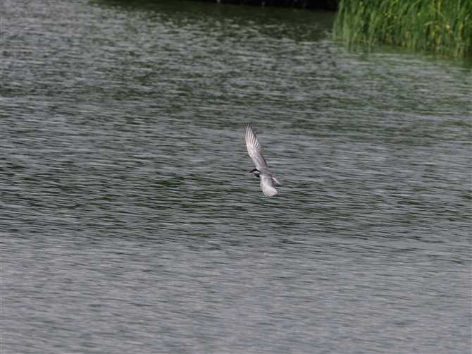 NnAWTV,Whiskered Tern